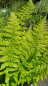 Preview: Athyrium filix-femina - Frauenfarn